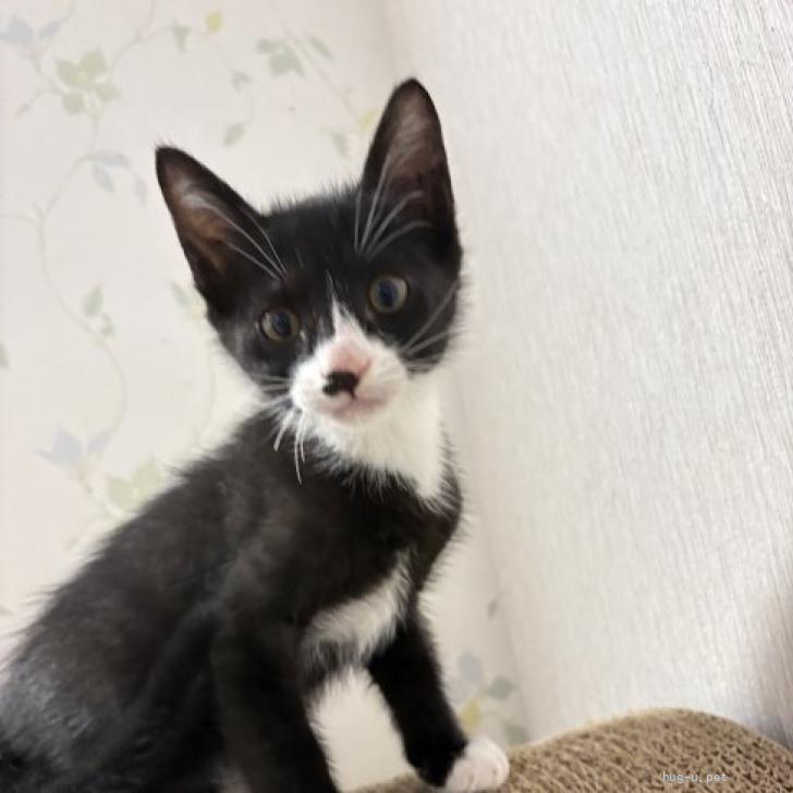 猫の里親募集】奈良県・雑種・元気いっぱい、黒白オレオくん（ID:2607