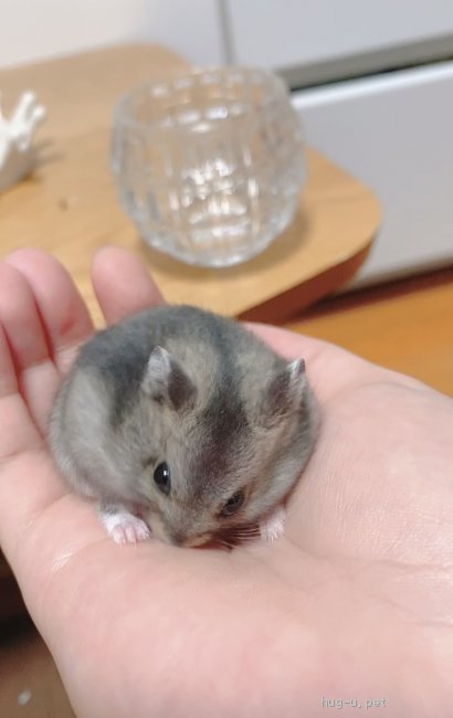 小動物の里親募集】東京都・ハムスター・ジャンガリアン ノーマル 生後