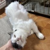 雑種