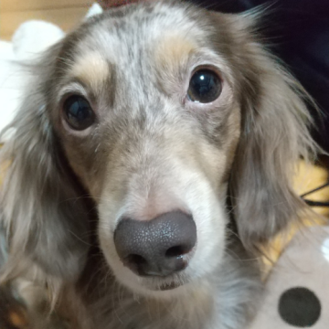 犬 × 宮崎県 × ミニチュアダックスフンド(ロング)の里親募集一覧