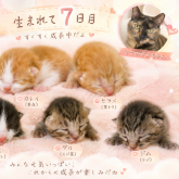 雑種
