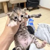 雑種