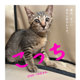 雑種