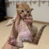 雑種