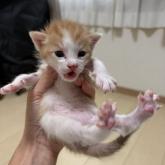 雑種