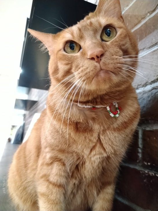 猫の里親募集 大阪府 雑種 お喋りで 甘えん坊 赤ちゃんみたいな男の子 Id 21 ハグー みんなのペット里親情報