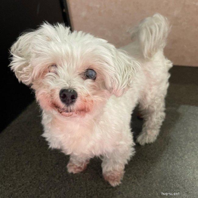 犬の里親募集 大阪府 マルチーズ ご飯大好き のんびりなシニア犬チェルちゃん Id 26 ハグー みんなのペット里親情報