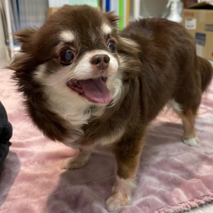 犬 広島県 チワワ ロング の里親募集一覧 ハグー みんなのペット里親情報