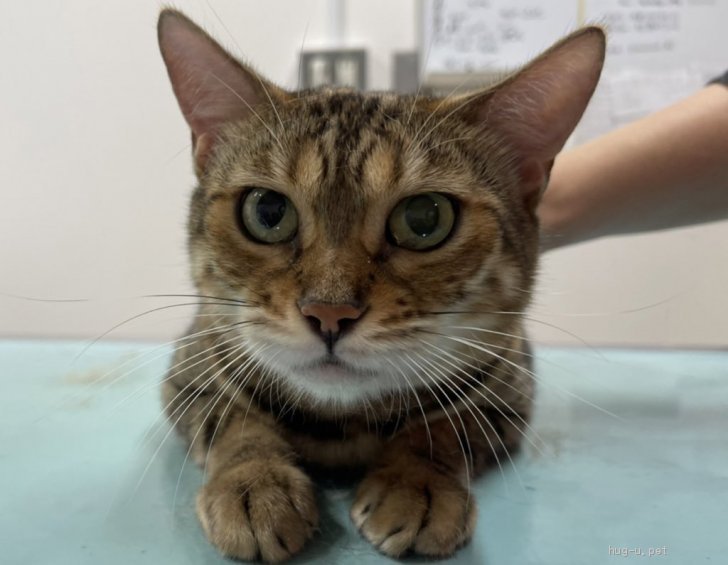 猫 岡山県 ベンガルの里親募集一覧 ハグー みんなのペット里親情報