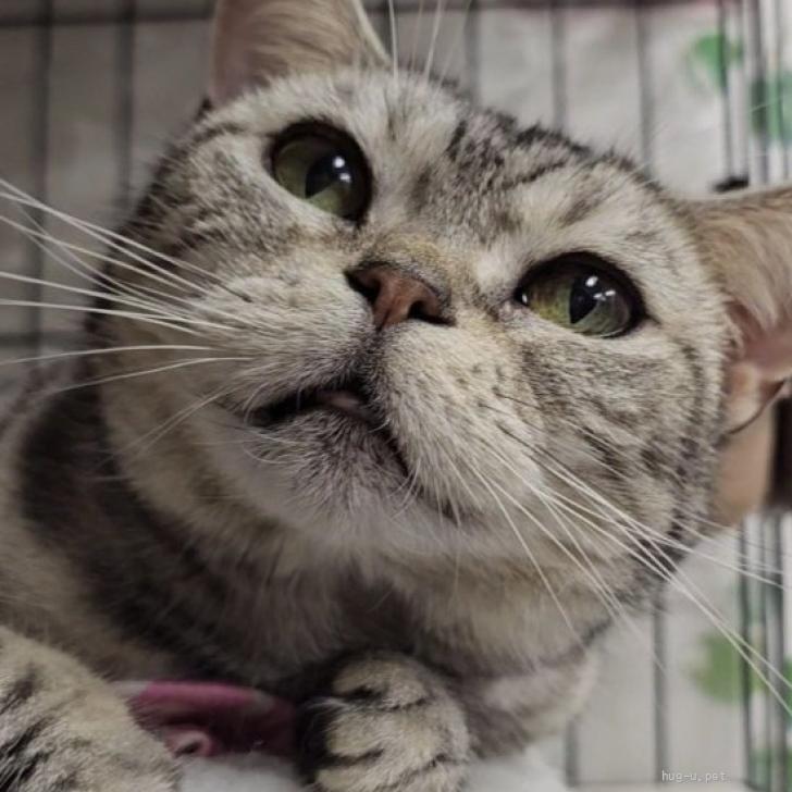 猫の里親募集】大阪府・アメリカンショートヘア・アゴ撫で大好き