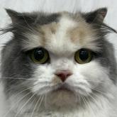 スコティッシュフォールド