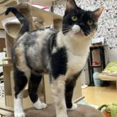 スコティッシュフォールド