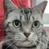 アメリカンショートヘア