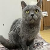 ブリティッシュショートヘア