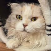 スコティッシュフォールド