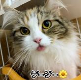 ラガマフィン