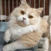 スコティッシュフォールド