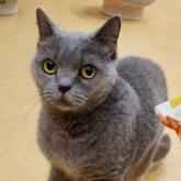 ブリティッシュショートヘア