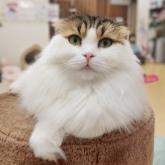 スコティッシュフォールド