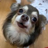 チワワ(ロング)