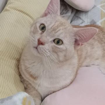 ペット の おうち 愛知 オファー 猫