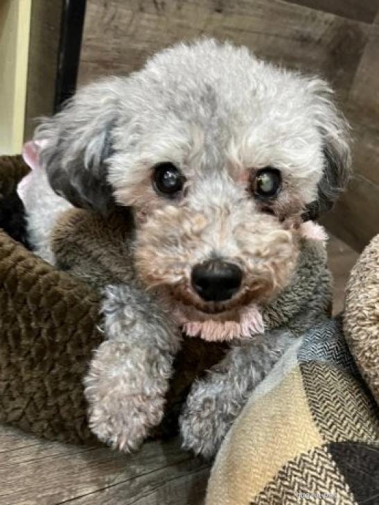 犬の里親募集】大阪府・トイプードル・好きな人に一途💕キュートな