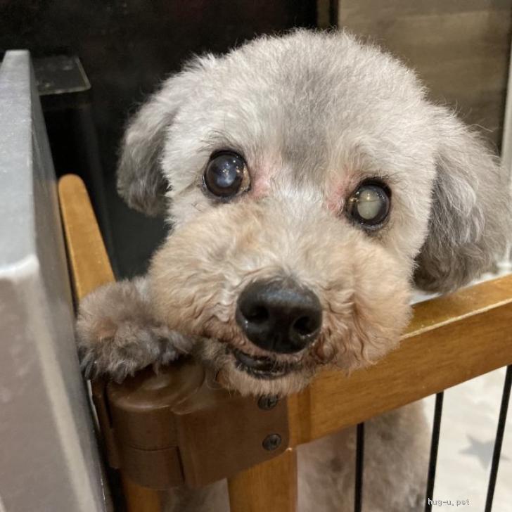 犬の里親募集】大阪府・トイプードル・好きな人に一途💕キュートな