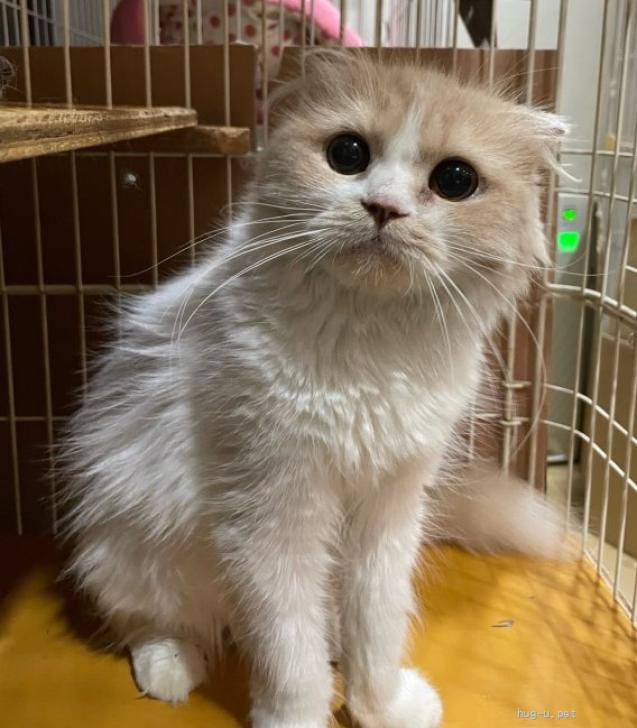猫の里親募集】大阪府・スコティッシュフォールド・人懐っこい