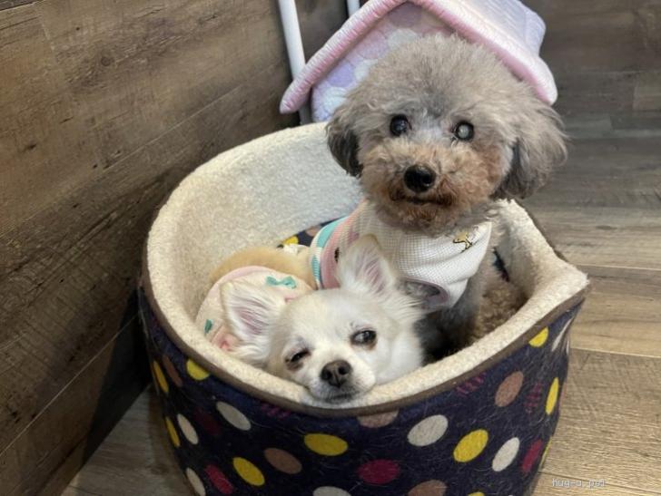 HUG ME♡トイプーちゃん柴犬ちゃんマルチーズちゃんetc.オーダー受付ページ 犬の里親募集】大阪府・トイプードル・好きな人に一途💕キュートな