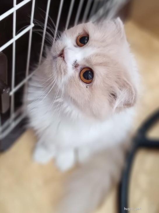 猫の里親募集】大阪府・スコティッシュフォールド・人懐っこい