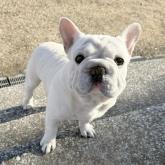 フレンチブルドッグ