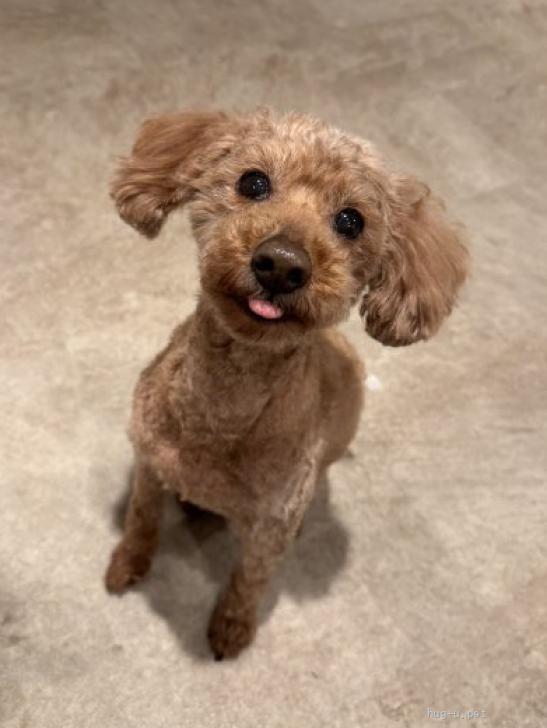 犬の里親募集】福岡県・トイプードル・食べるの大好きプリンちゃん（ID