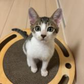 雑種