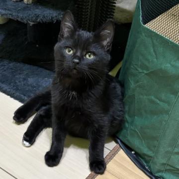 黒猫ページ 黒猫 黒猫 黒猫 くろねこ 2023 Kawasaki ZX636, K | JKBZXJH12PA017849