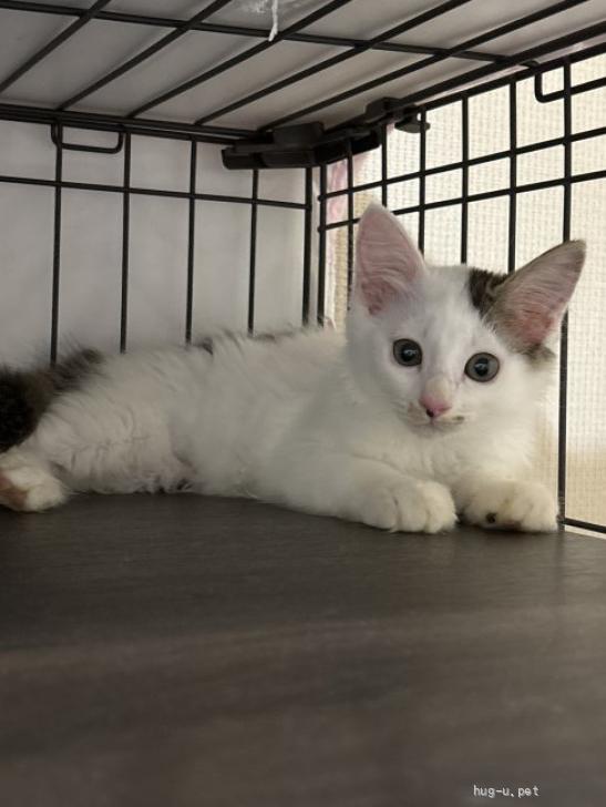 猫の里親募集】大阪府・雑種・長毛の可愛らしいネネちゃん（ID:2508