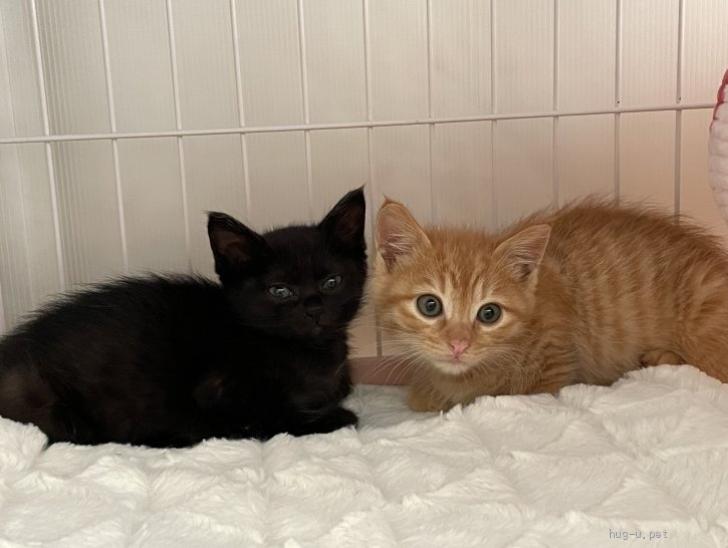 猫の里親募集】大阪府・雑種・🐈🐈‍⬛兄妹一緒のお家希望（ID:2405