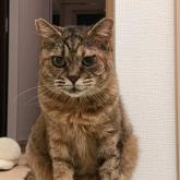 雑種