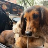 ミニチュアダックスフンド(ロング)