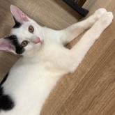 雑種