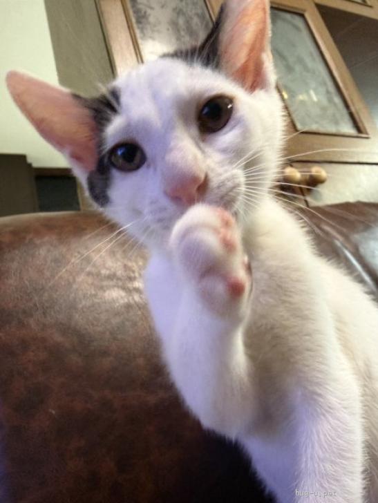 猫の里親募集】埼玉県・雑種・おおらかで人馴れ抜群のオトコの子（ID