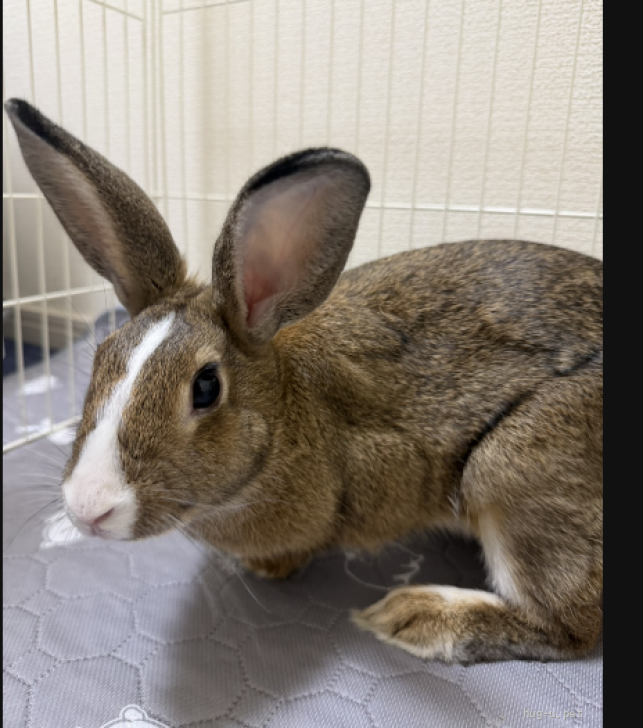 小動物の里親募集】兵庫県・ウサギ・生後半年うさぎ♀トイレOK！初心者
