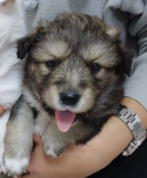 犬 佐賀県の里親募集一覧 ハグー みんなのペット里親情報