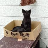 雑種