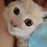 スコティッシュフォールド