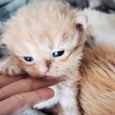 スコティッシュフォールド