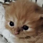 スコティッシュフォールド