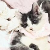 スコティッシュフォールド