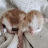 スコティッシュフォールド