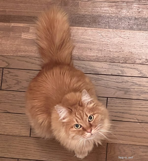 茶猫ページ 猫茶】 猫茶】 猫茶】 カード検索 ｜ Z/X - Zillions of enemy X - ゼクス