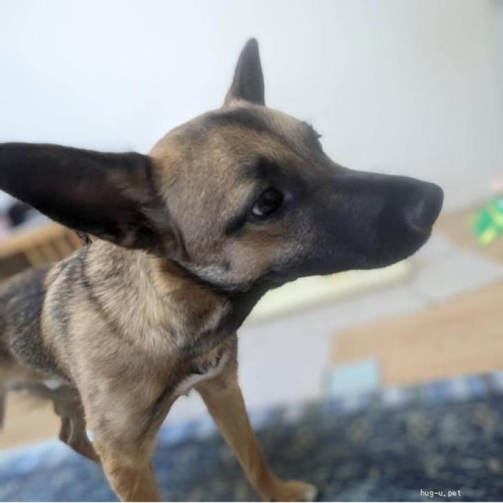 犬の里親募集】神奈川県・雑種・優しくて少し怖がりのミックス犬（ID ...